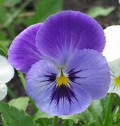 flower of the flock